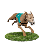 好贏娛樂城白金賽狗